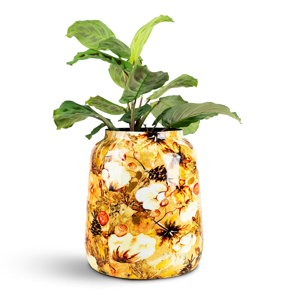 Maranta kerchoveana Rabbit's Foot House Plant In Lammie Planter Cotton Cream