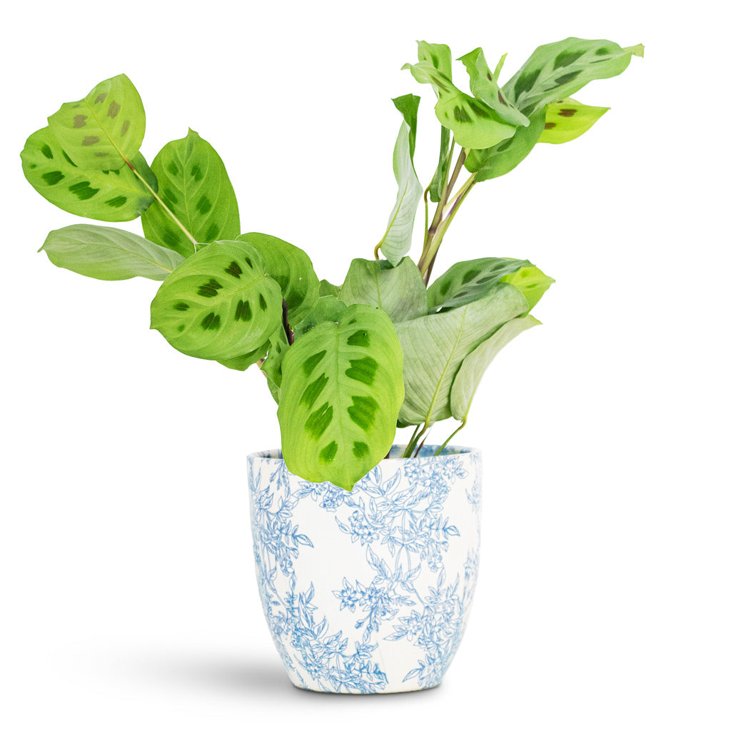 rabbit's foot prayer plant care Maranta leuconeura var. kerchoveana - Rabbit's Foot Plant | Hortology