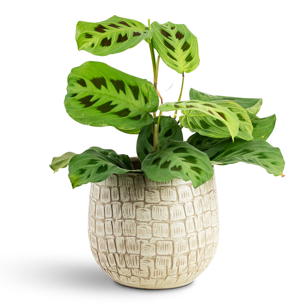 Maranta kerchoveana Rabbit's Foot  House Plant In Renzo Pot Sand