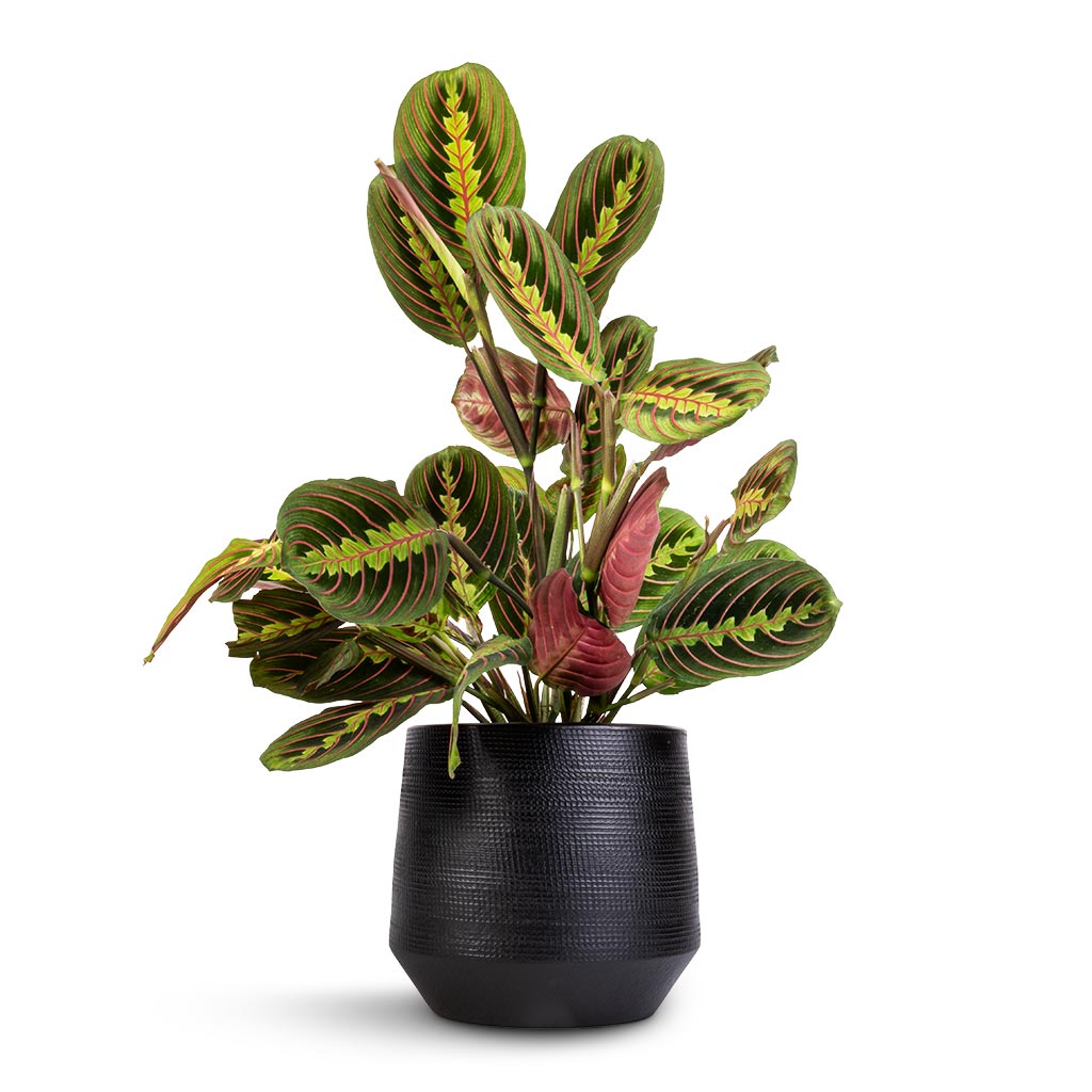 Maranta leuconeura var. erythroneura - Herringbone Plant & Norell Plant Pot - Black