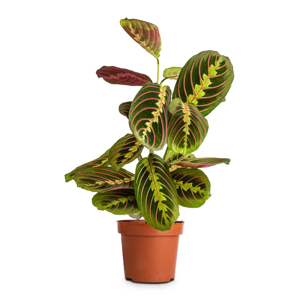 Maranta leuconeura var. erythroneura - Herringbone Plant - 12 x 35cm