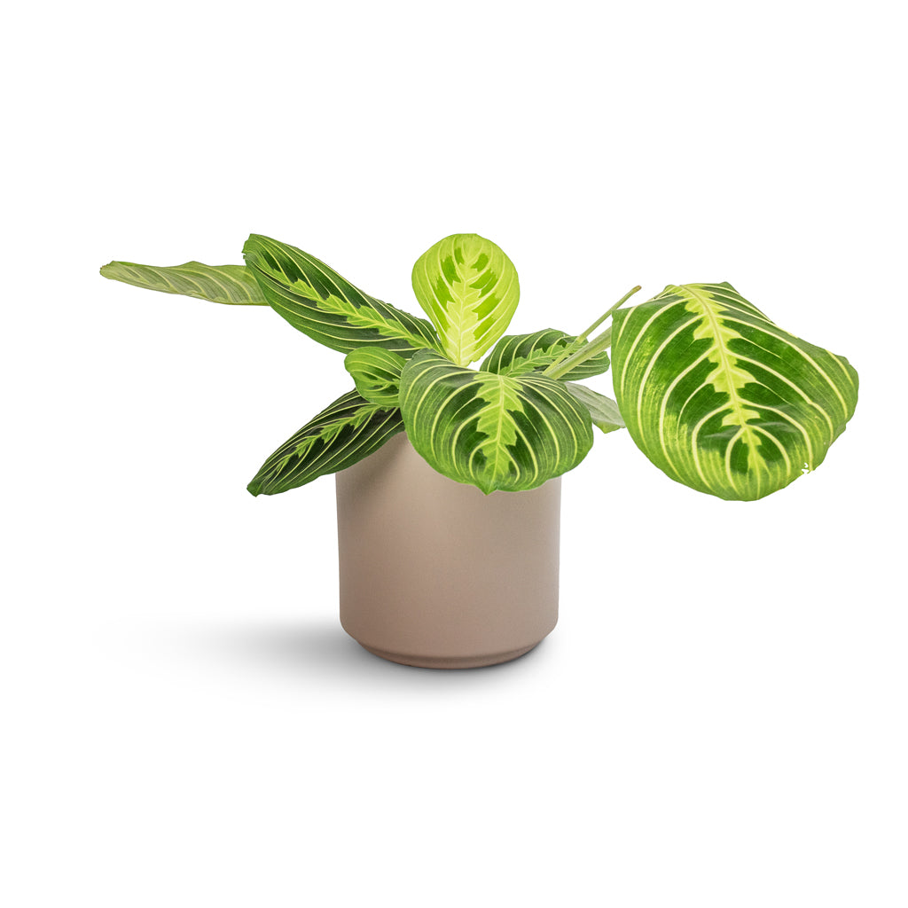 Maranta leuconeura var. erythroneura - Lemon Lime & Prague Plant Pot - Taupe