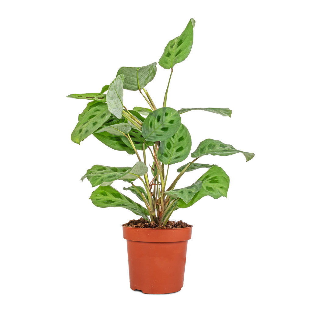 Maranta leuconeura var. kerchoveana - Rabbit's Foot - 12 x 25cm