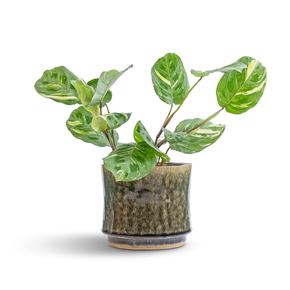 Maranta Leuconeura “Kerchoveana” – ZHERSS