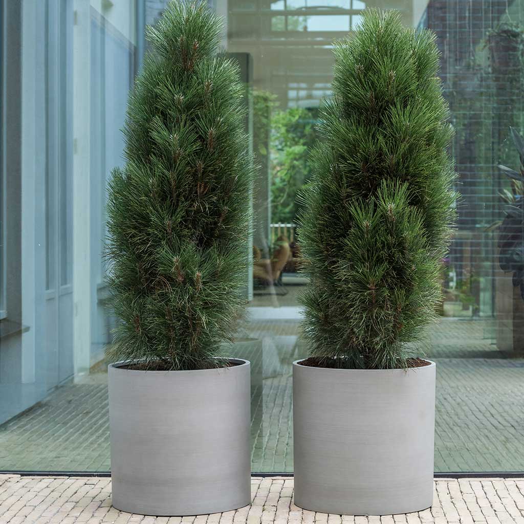 Max Refined Planters Clouded Grey