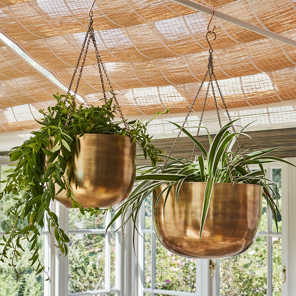 Mayfair Hanging Plant Pot - Antique Brass With Houseplants
