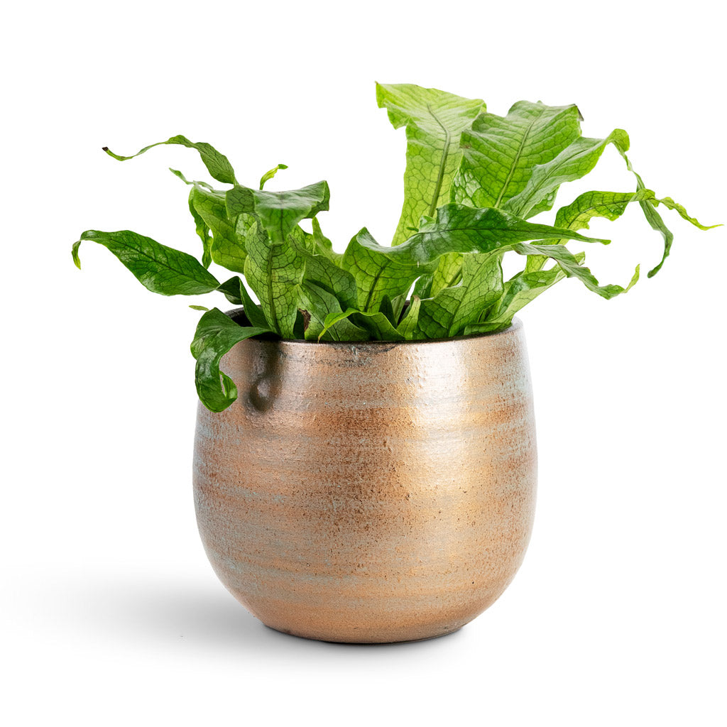 champagne plant pot Esra Plant Pot - Champagne - Quality Plant Pots