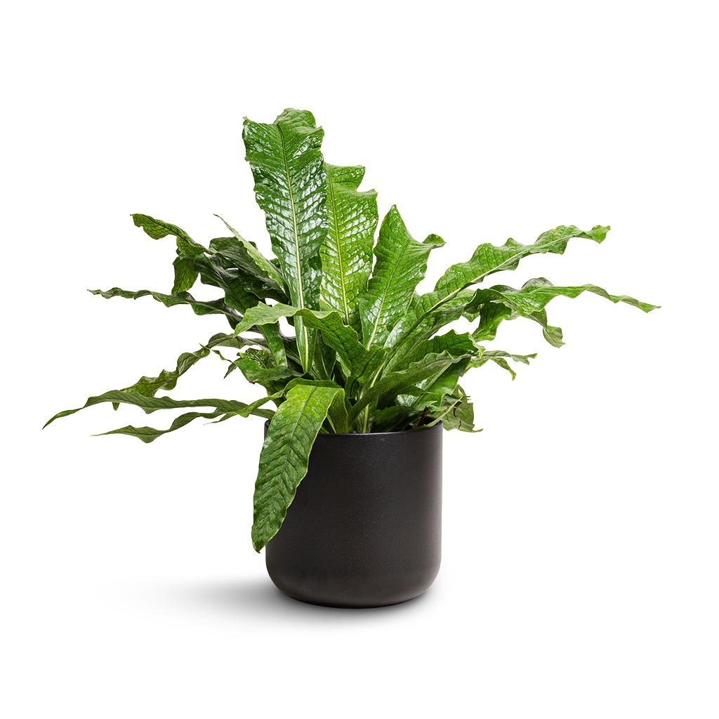 Microsorum musifolium Crocodyllus - Crocodile Fern & Lisbon Plant Pot - Anthracite