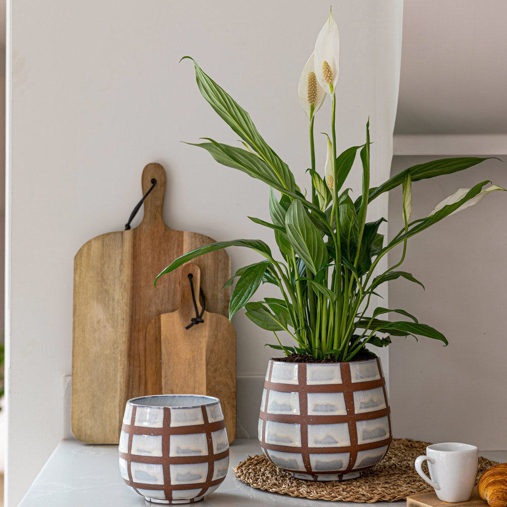 Peace Lily In Moda Plant Pot Moon Lattice