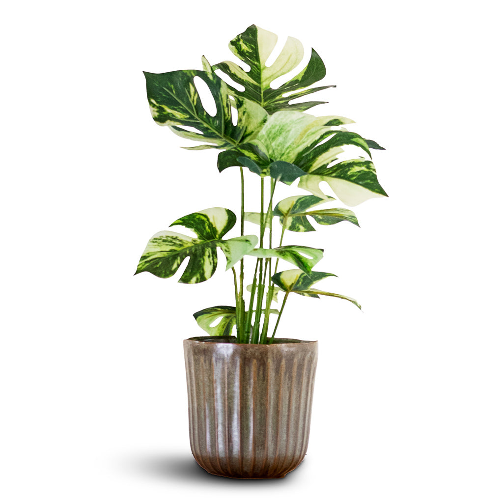 Monstera Bush Variegated Swiss Cheese Plant Potted Artificial 40cm House Plant In Roger Pot Thyme 14x14cm