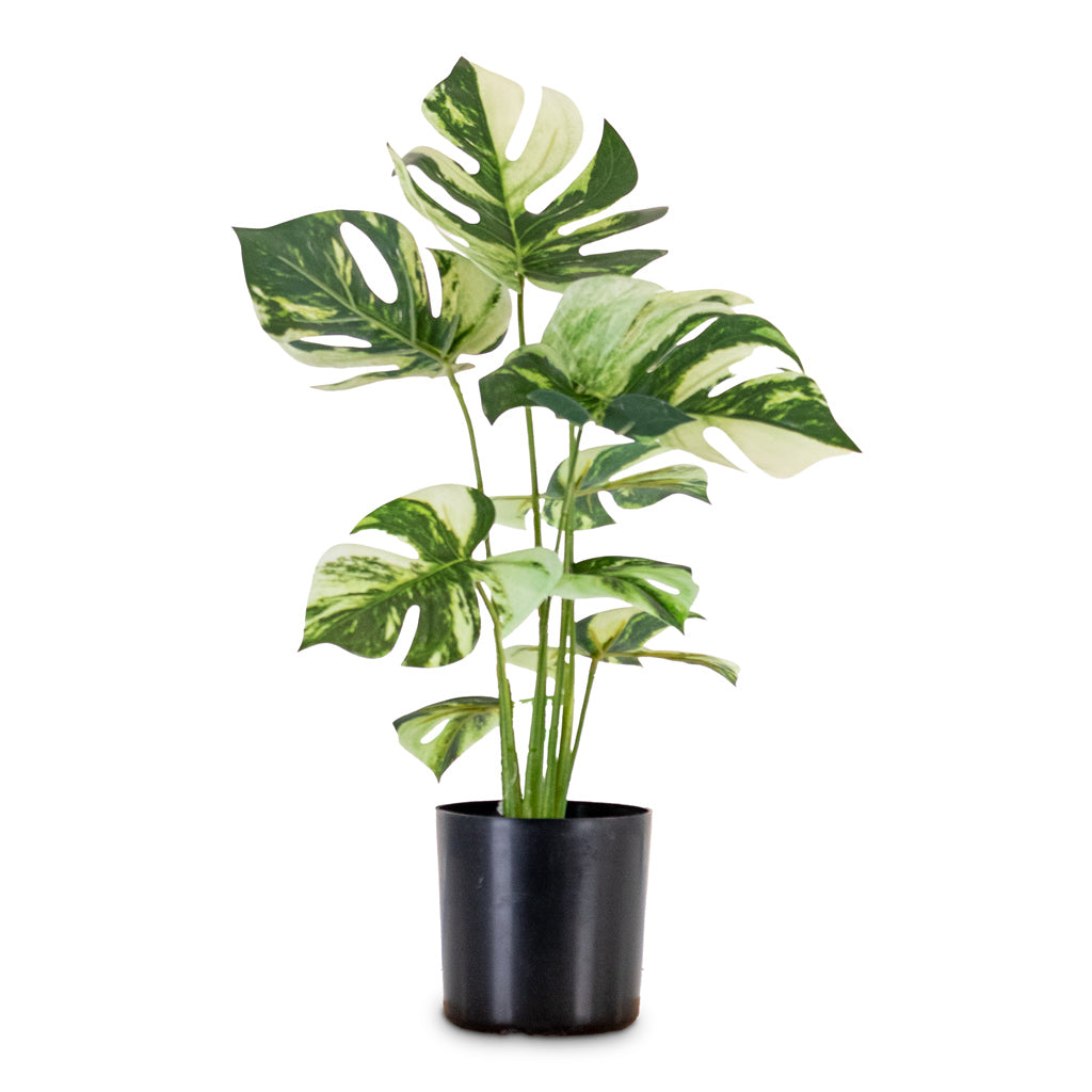 Monstera Bush Variegated Swiss Cheese Plant Potted Artificial 40cm House Plant In Roger Pot Thyme 14x14cm
