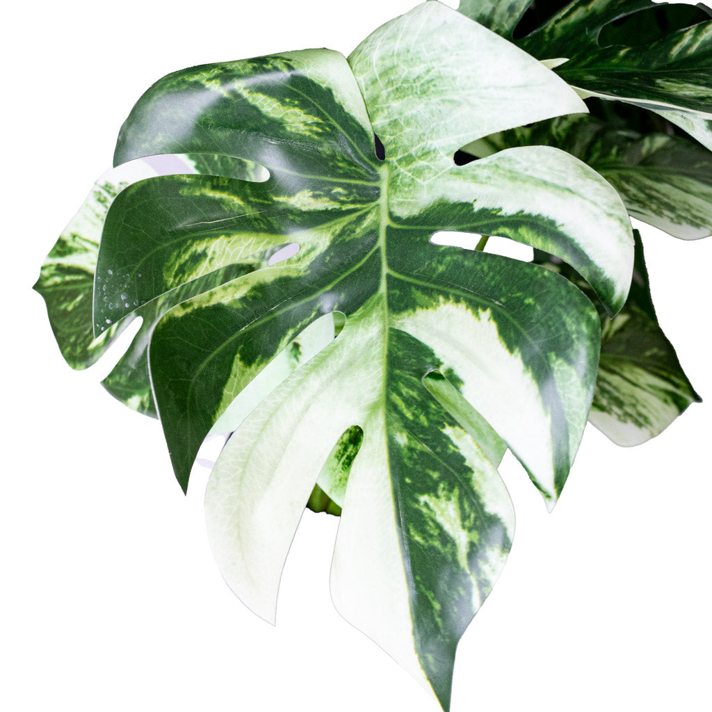 Monstera Bush Variegated Swiss Cheese Plant Potted Artificial Close up