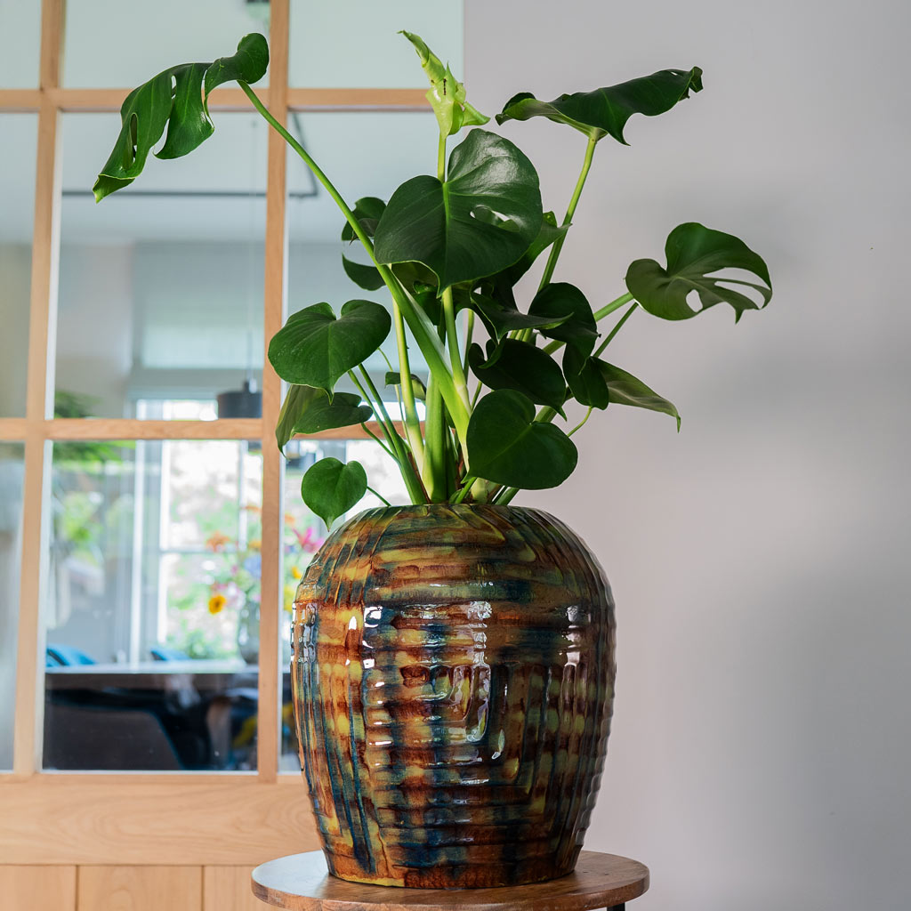 Monstera Deliciosa In Mette Metal Pot Marrakesh