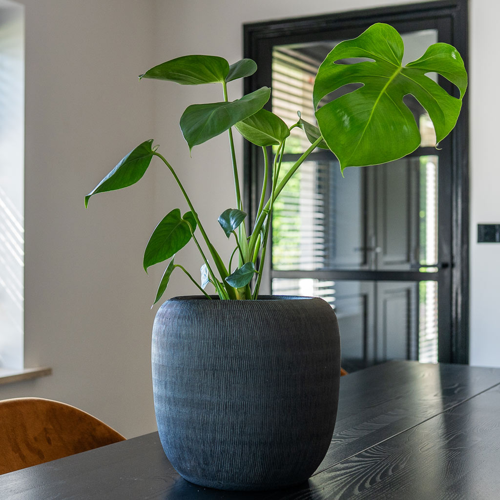 Monstera Deliciosa In Roxan Pot Anthracite 