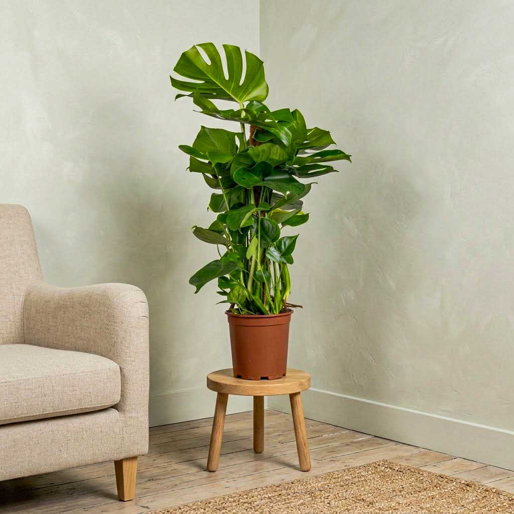 Monstera deliciosa - Moss Pole - 19 x 80cm