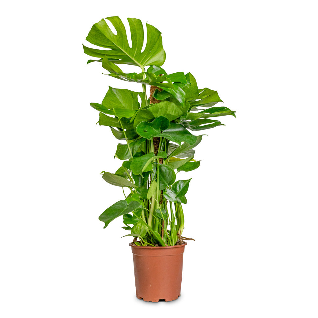 Monstera Deliciosa Moss Pole - 19x80cm