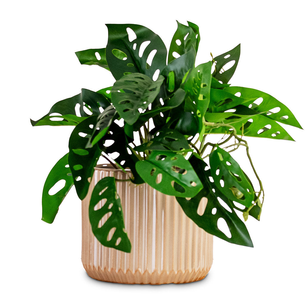 Monstera Monkey Mask Potted Artificial 55cm House Plant In Willow Ribbed Pot Sepia 19x15cm