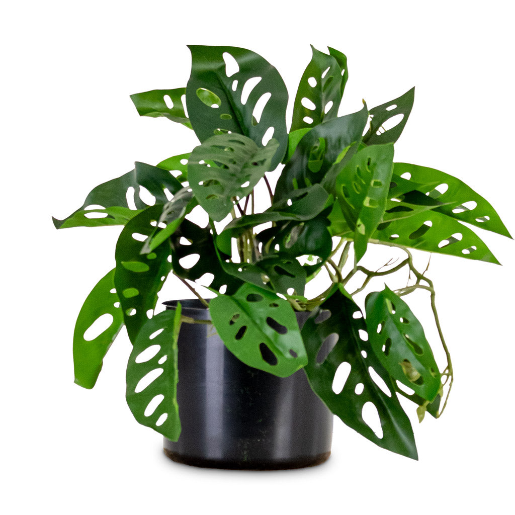 Monstera Monkey Mask Potted Artificial 55cm House Plant In Willow Ribbed Pot Sepia 19x15cm