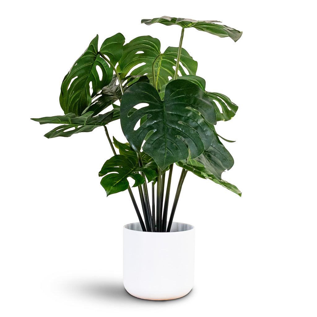 Monstera Swiss Cheese Plant Potted Artificial 80cm House Plant In Lisbon Pot White 19x19cm