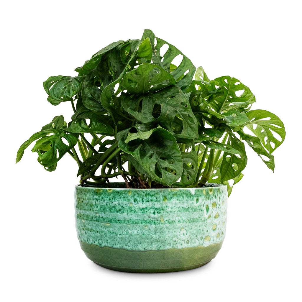 Monstera adansonii - Philodendron Monkey Mask & Ocean Glaze Plant Bowl - Emerald
