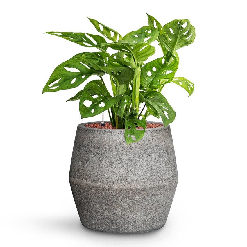 25 40cm monstera adansonii monkey mask 12cm pot house plant Monstera adansonii Philodendron Monkey Mask Easy Care Hydro | Hortology