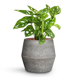 Monstera adansonii - Philodendron Monkey Mask - HydroCare & Cement & Stone Harley Plant Pot - Granite Grey