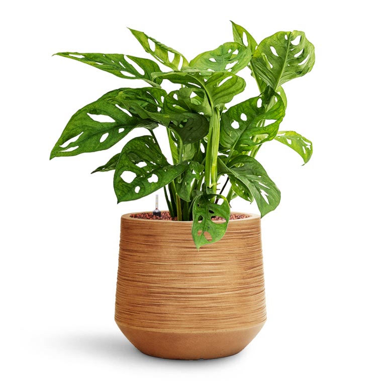 philodendron monkey mask care Monstera adansonii Philodendron Monkey Mask Easy Care Hydro | Hortology