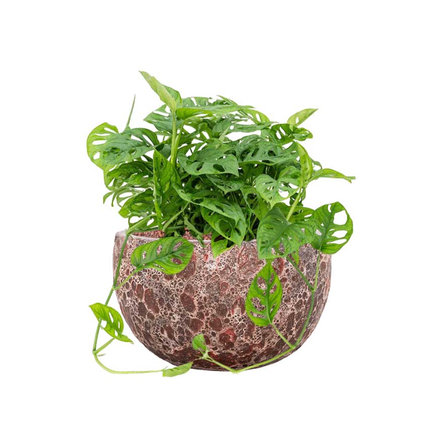 Lava Bowl Relic Planter Pink