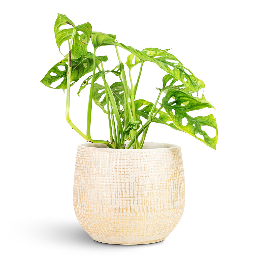 Monstera adansonii Monkey Mask 15x40cm House Plant In Ryan Pot Sand Gold 18x16cm
