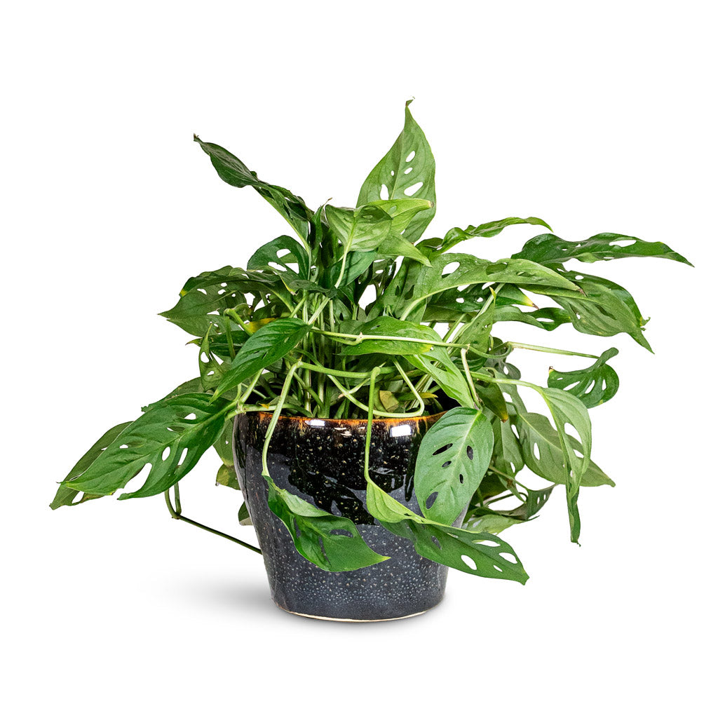 Monstera adansonii Monkey Mask 17x40cm House Plant in Nia Pot Midnight 19x17cm