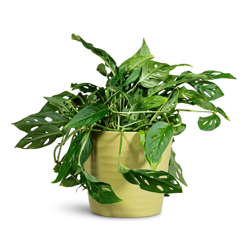 Monstera adansonii Monkey Mask 17x40cm House Plant in Oslo Pot Olive 19.5x17cm