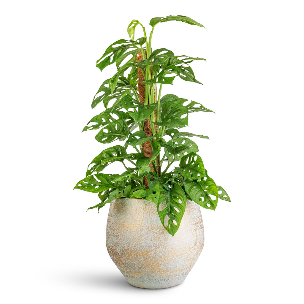 monstera adansonii support Monstera adansonii - Philodendron Monkey Mask - Moss Pole | Hortology