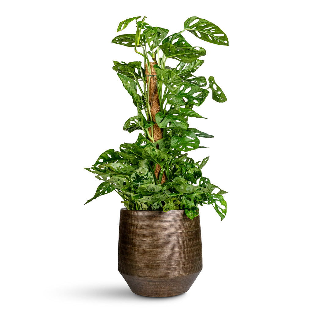 Monstera adansonii Monkey Mask Moss Pole - 19x80cm In Norell Pot Chestnut - 29x28cm