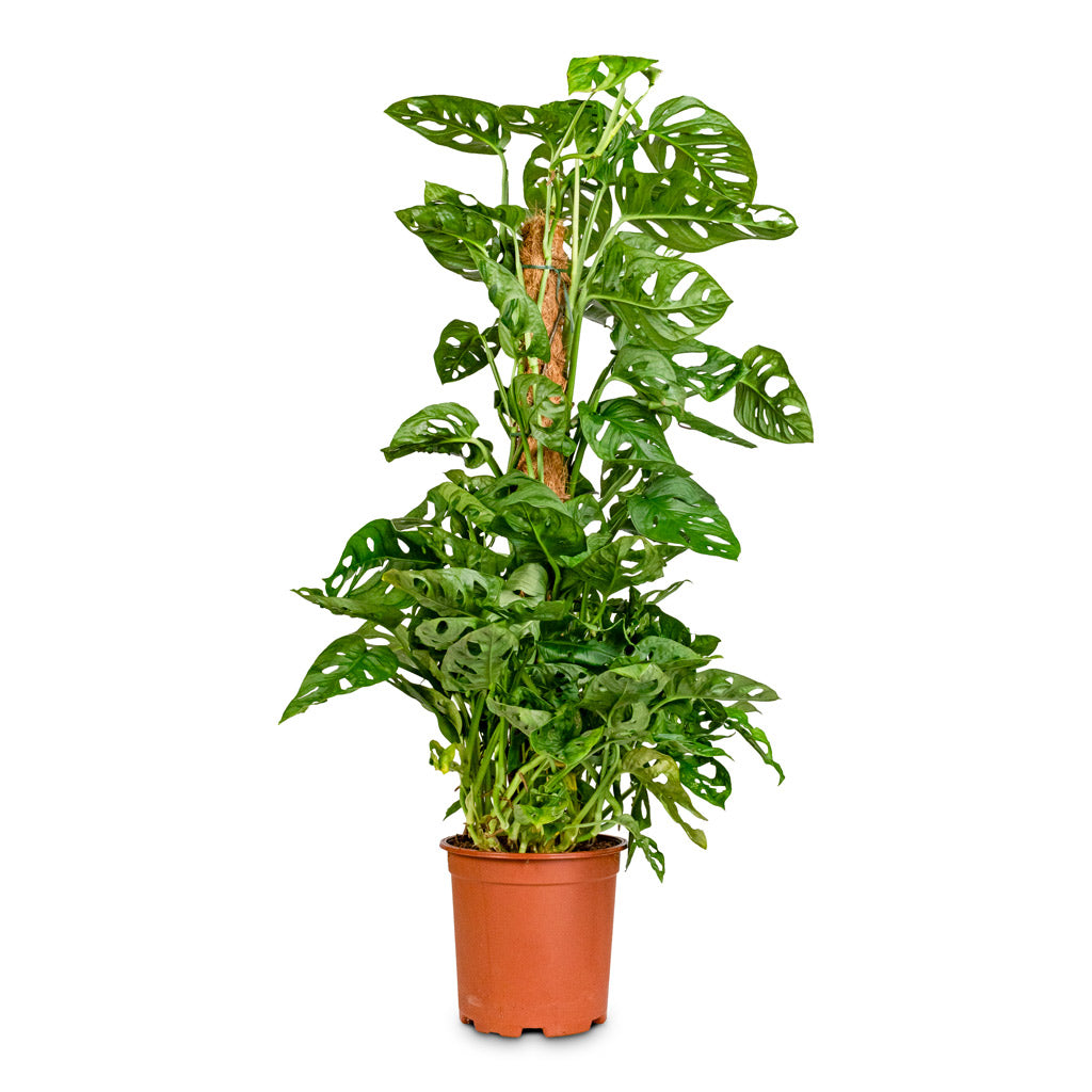 Monstera adansonii Monkey Mask Moss Pole - 19x80cm