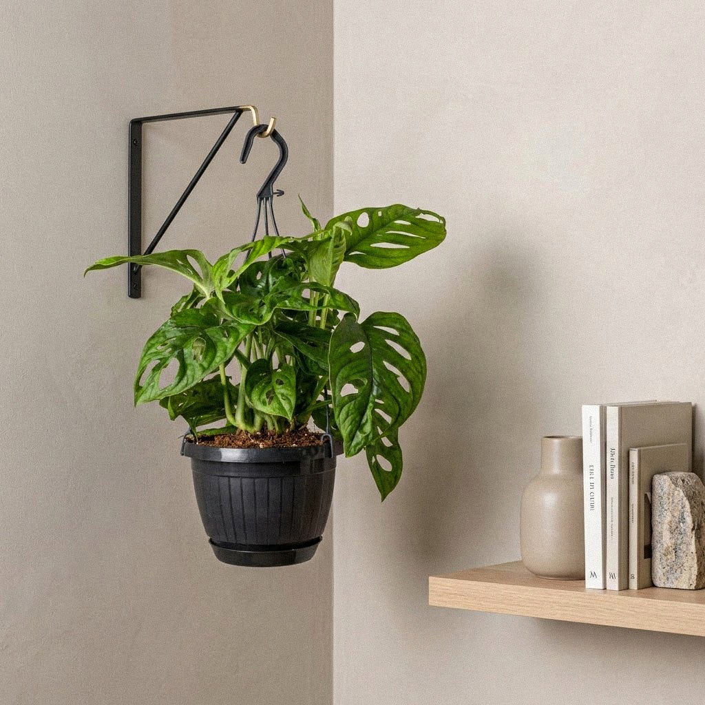 Monstera adansonii - Monkey Mask - 15 x 40cm