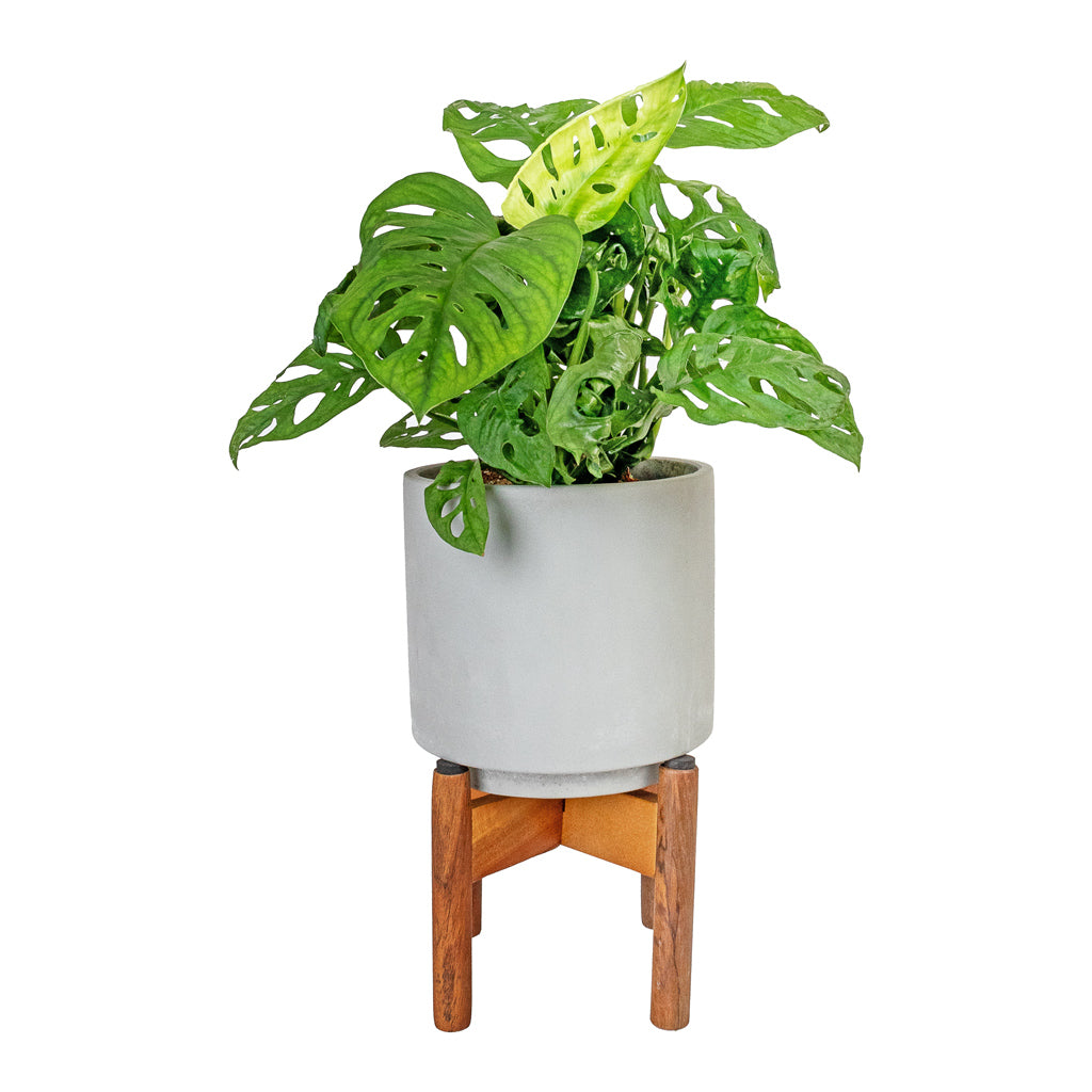 Monstera adansonii - Philodendron Monkey Mask & Vigo Plant Pot with Wooden Stand - Concrete Grey