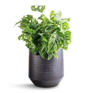 Monstera adansonii - Philodendron Monkey Mask & Norell Plant Pot - Black