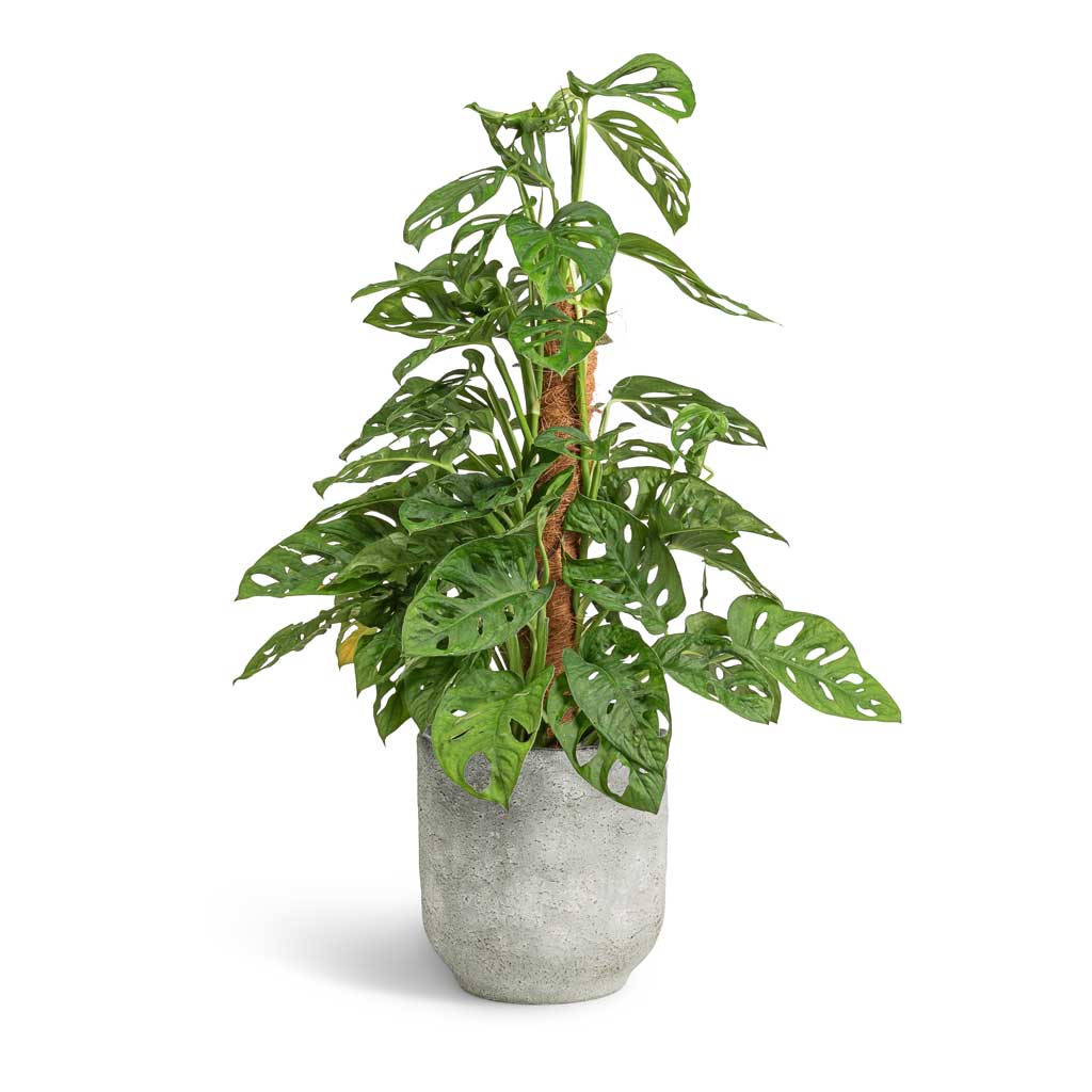 Monstera adansonii - Philodendron Monkey Mask - Moss Pole & Dave Plant Pot - Weathered Grey
