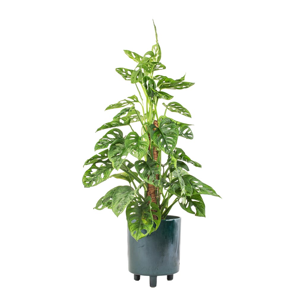 Monstera adansonii - Philodendron Monkey Mask - Moss Pole & Pisa Plant Pot - Emerald