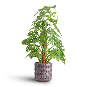 Monstera adansonii - Philodendron Monkey Mask - Moss Pole & Stian Plant Pot - Lavender Candy