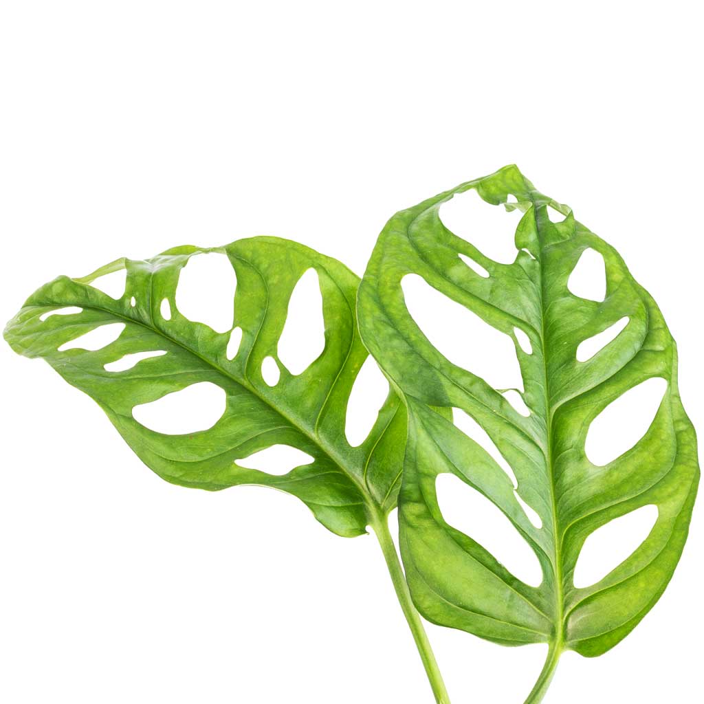 Monstera adansonii - Philodendron Monkey Mask - Leaves