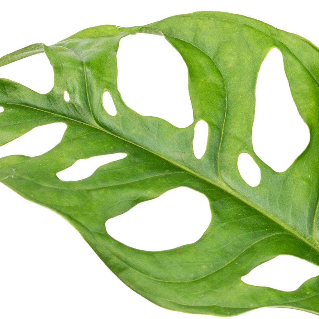 Monstera adansonii - Philodendron Monkey Mask - Leaf