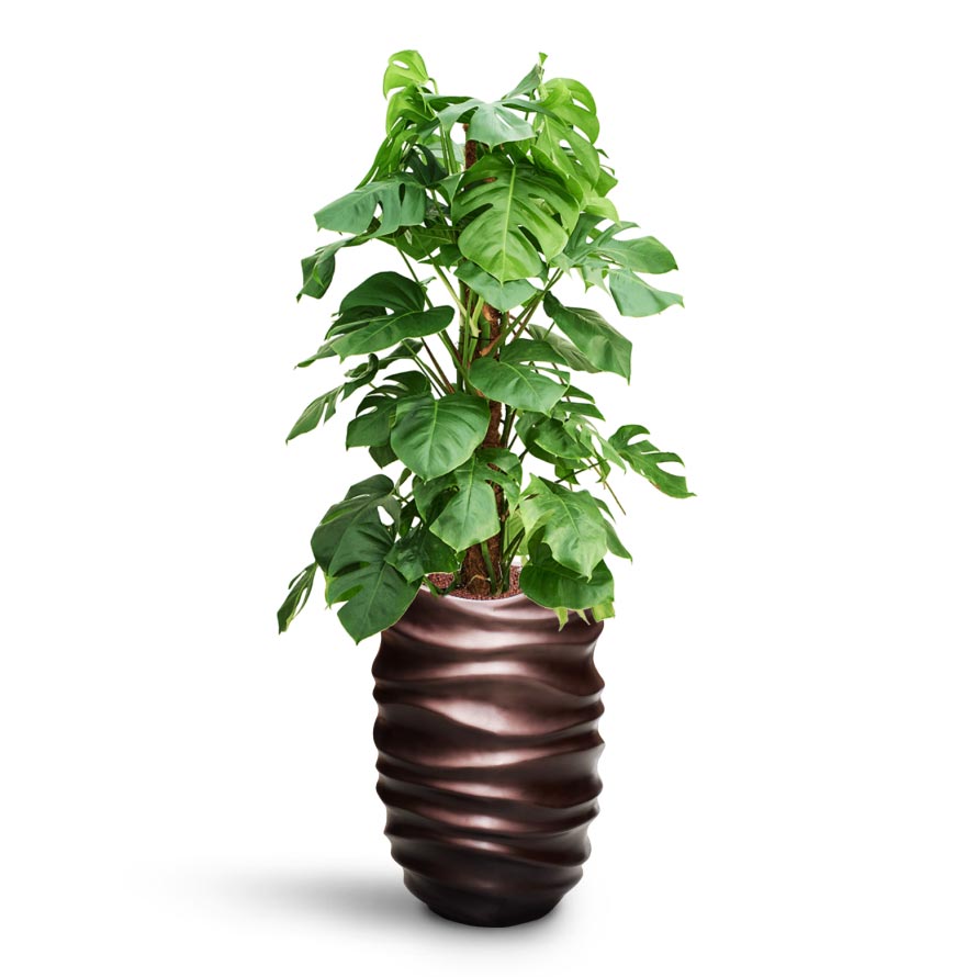 Monstera deliciosa - Moss Pole - HydroCare & Gradient Lee Partner Planter - Matt Coffee