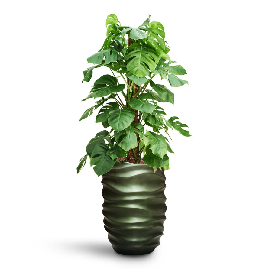 Monstera deliciosa - Moss Pole - HydroCare & Gradient Lee Partner Planter - Matt Forest