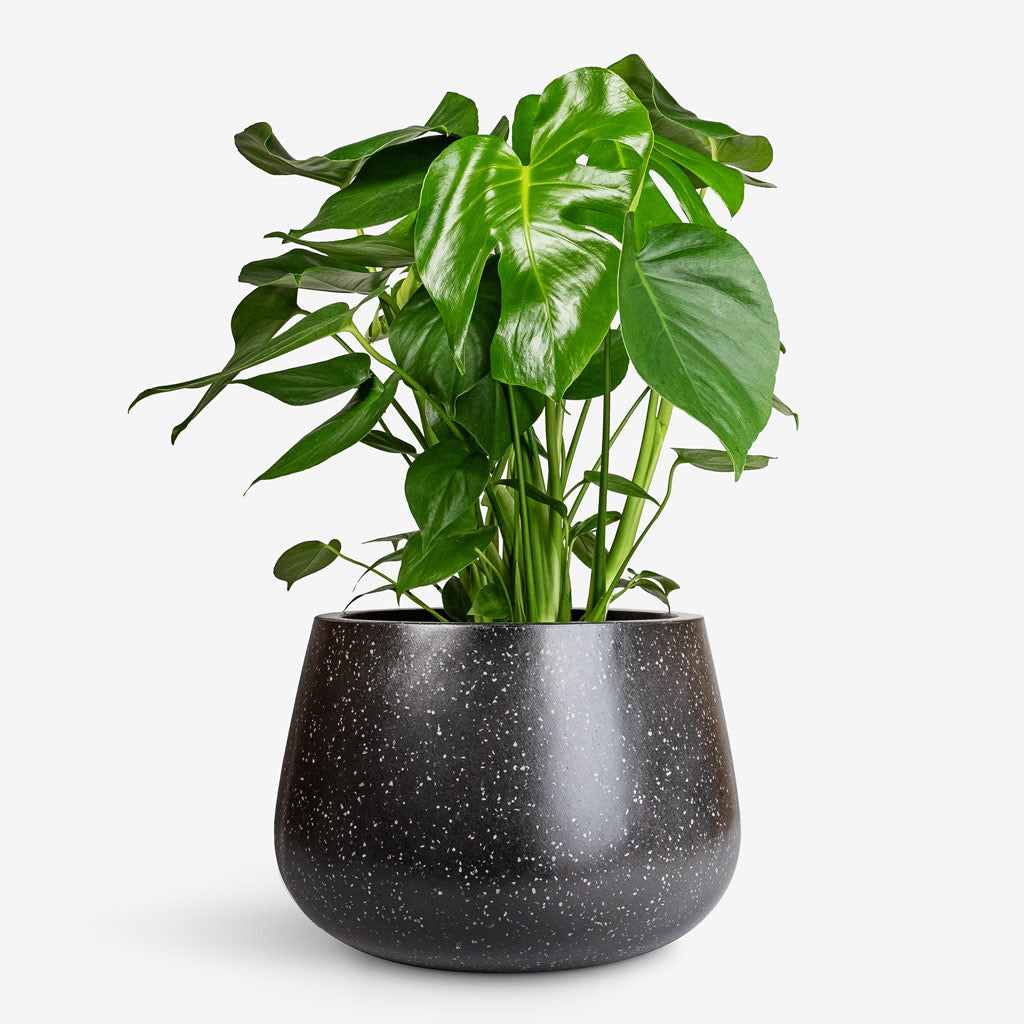 Monstera deliciosa - 21x70cm In Terrazzo Darcy Planter Black - 37x32cm