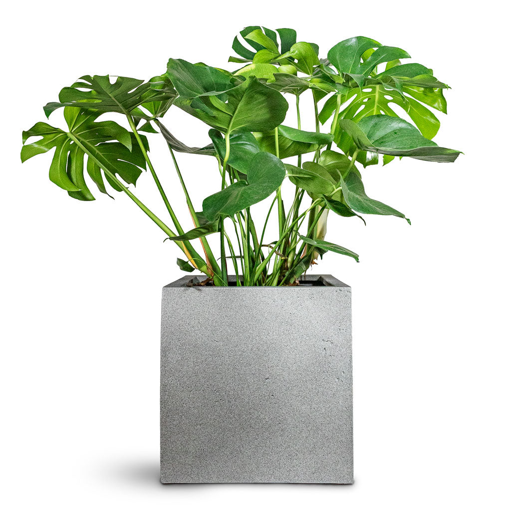Monstera deliciosa 30x90cm House Plant in Grigio Cube Planter Natural Concrete 40x40x40cm