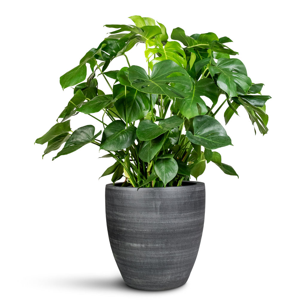 Monstera deliciosa - 30x90cm In Toulouse Planter Anthracite - 42x39cm