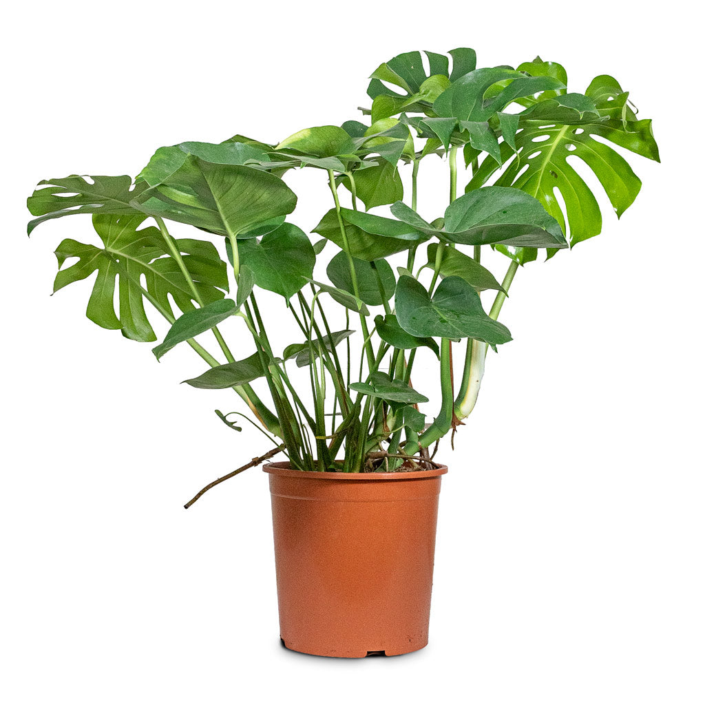 Monstera deliciosa 30x90cm