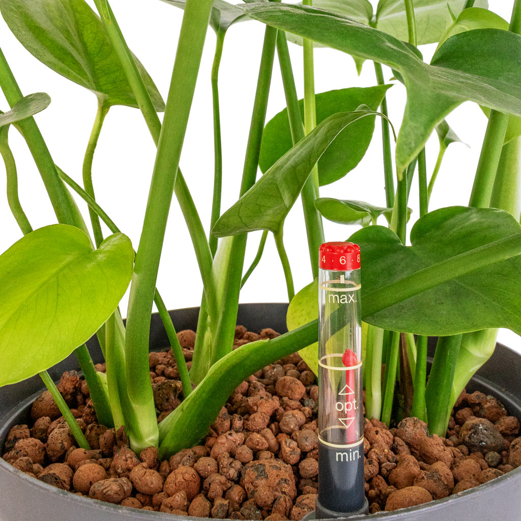 monstera deliciosa hydroponic Monstera deliciosa Hydroculture Plants - Easy Care | Hortology