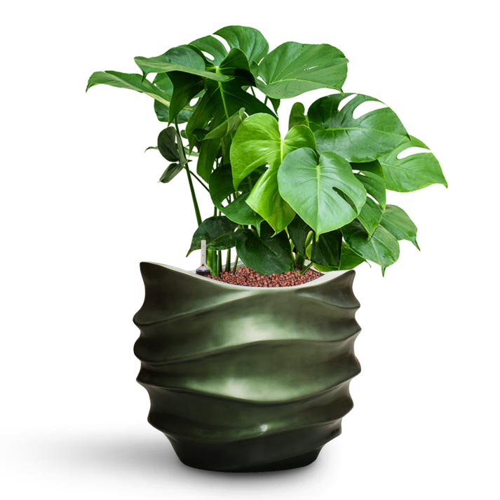 Monstera deliciosa - HydroCare & Gradient Lee Couple Planter - Matt Forest